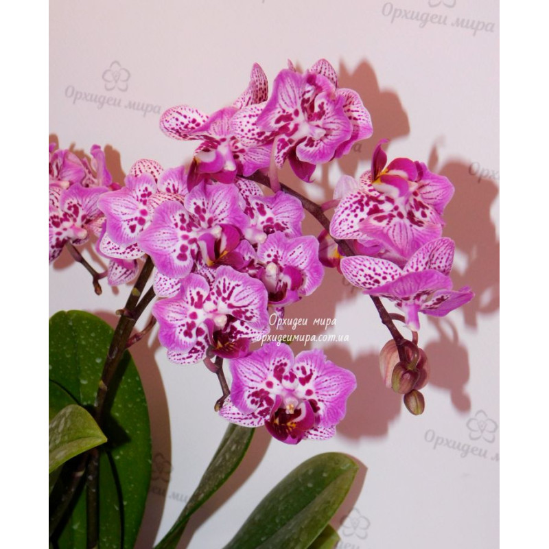 Homilador ayolda sariq oqindi - sadiogorod-krugliygod.ru saytida Bipasha Basu erotik fotosurati